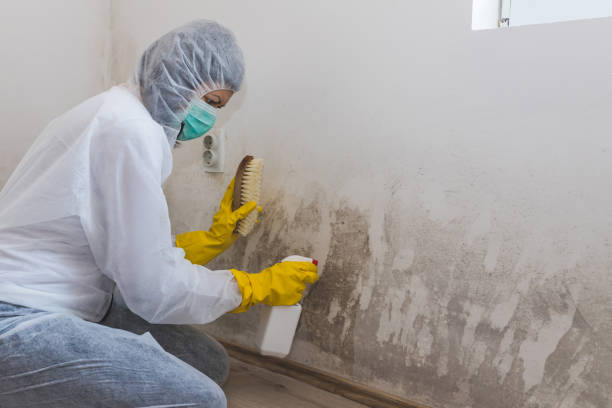 Best Home Mold Removal  in Sherwood, WI