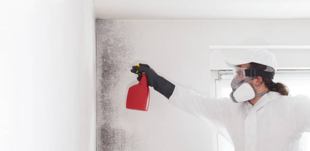 Best Toxic Mold Removal  in Sherwood, WI