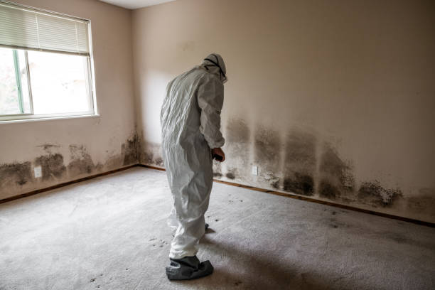 Best Attic Mold Removal  in Sherwood, WI