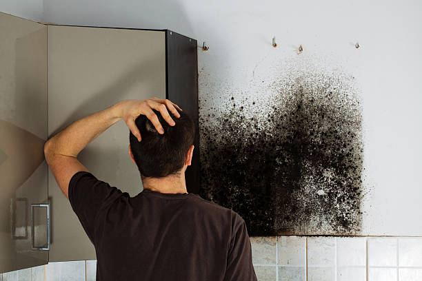 Best Residential Mold Removal  in Sherwood, WI