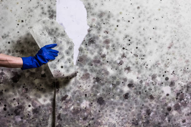 Best Emergency Mold Removal  in Sherwood, WI